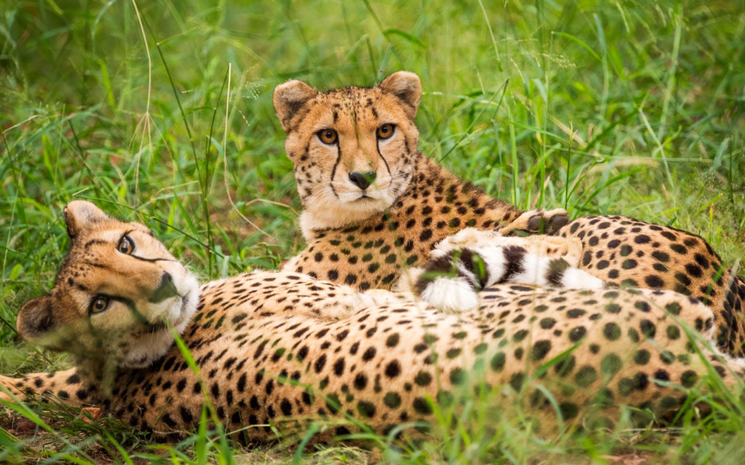 Cheetah conservation centre crowdfunds for support