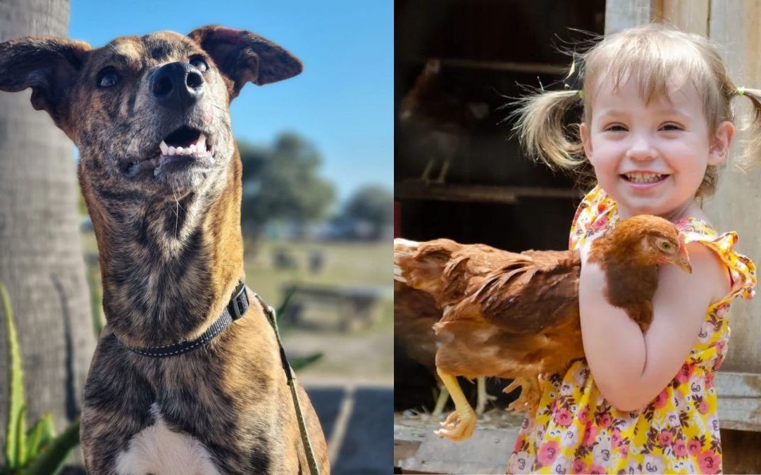 ‘Diabetic Alert Dog’ will manage 2-year-old Jenna-Mae’s insulin levels as they rise & fall