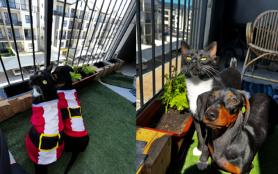 Micheal and Bailey: Balcony Accident Strengthens Bond Between Rescue Cat and Dog