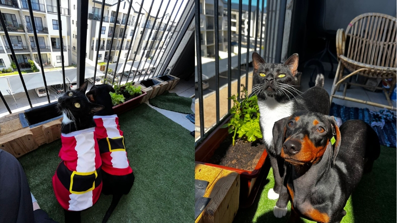Micheal and Bailey: Balcony Accident Strengthens Bond Between Rescue Cat and Dog