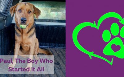 From a Dying Puppy to a Lifesaving Mission: Johannesburg Couple Turns Recycling Into Rescue Work — and Launches a Campaign in Honour of Their First Rescue, Paul