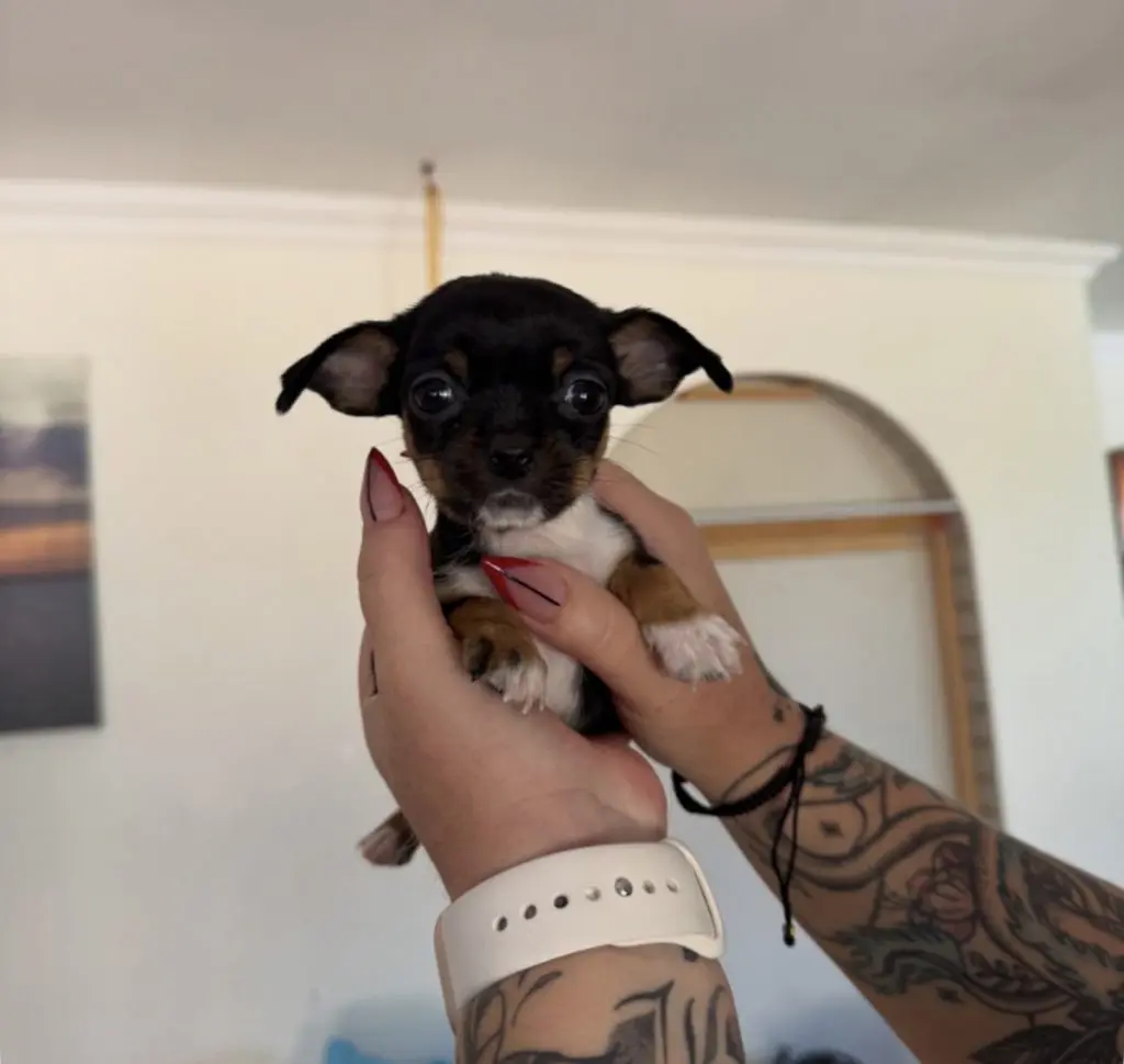 Puppy heart surgery crowdfunding campaign helping rescued puppy Chilli receive life-saving treatment