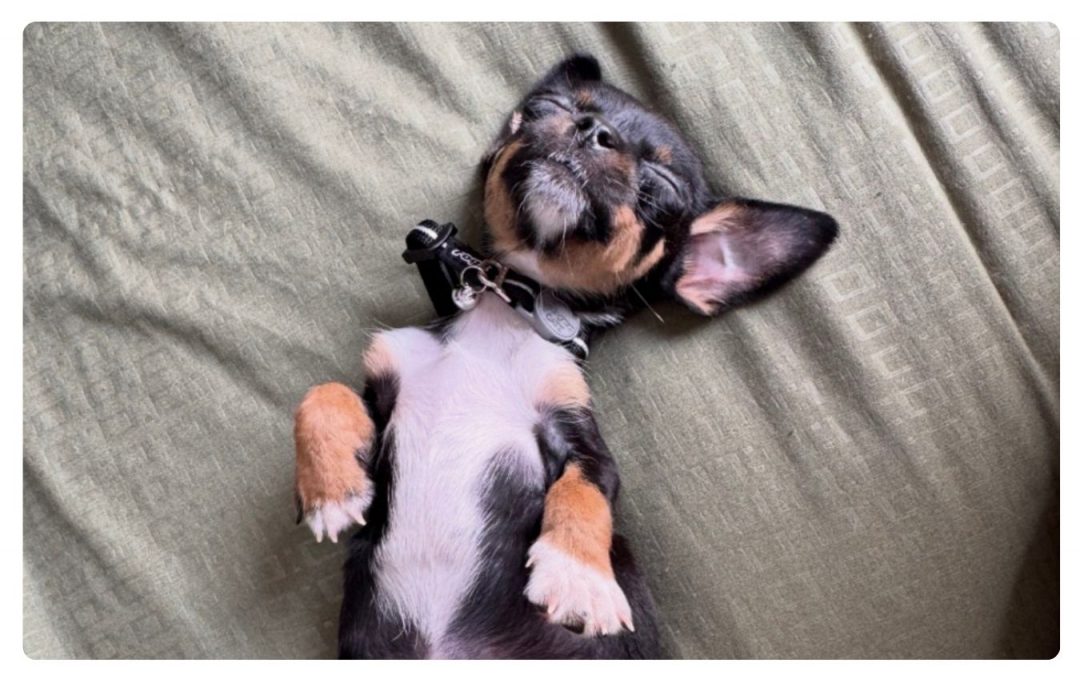 Press Release: Rescued Puppy’s Second Chance at Life Depends on Urgent Heart Surgery