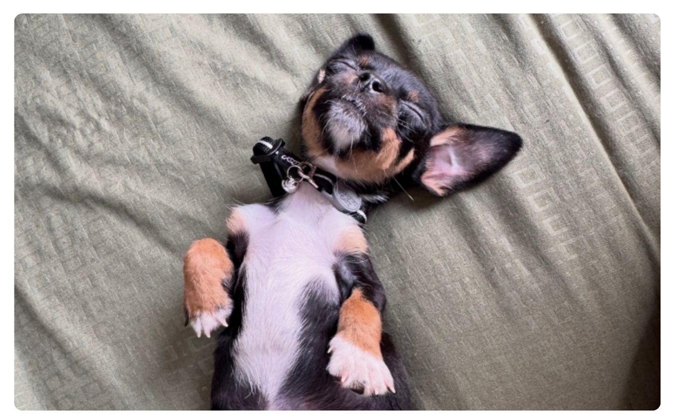 Puppy heart surgery crowdfunding campaign helping rescued puppy Chilli receive life-saving treatment