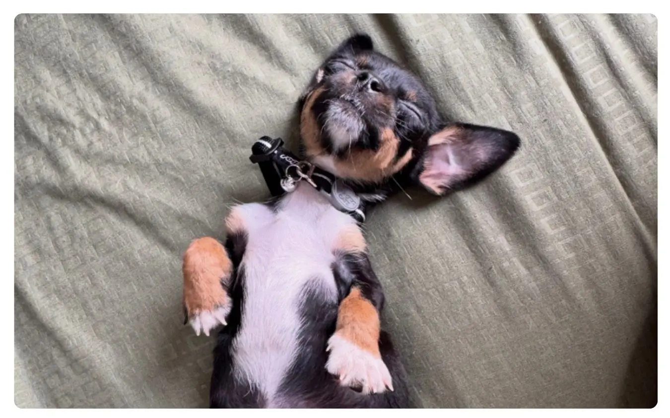 Puppy heart surgery crowdfunding campaign helping rescued puppy Chilli receive life-saving treatment