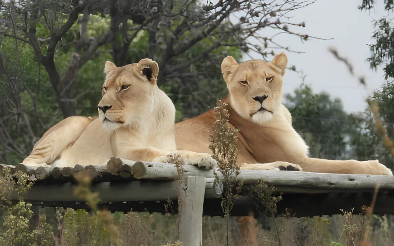 Saving Wildlife Together: How Crowdfunding Supports Animal Rehabilitation