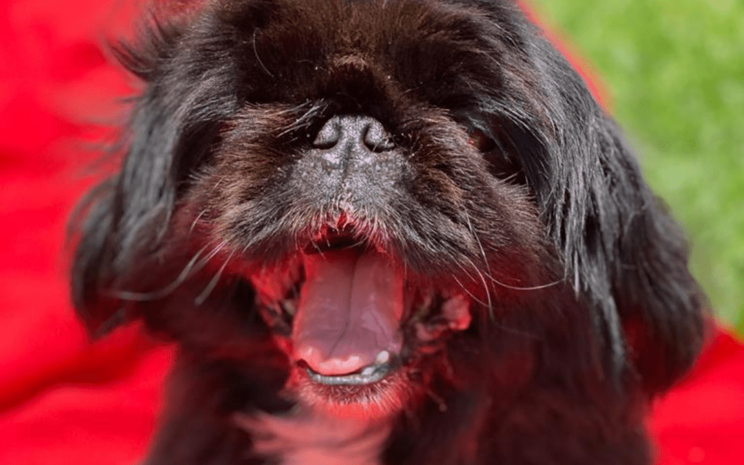 Animal shelter crowdfunding helping South African rescue organisations care for rescued animals through community support