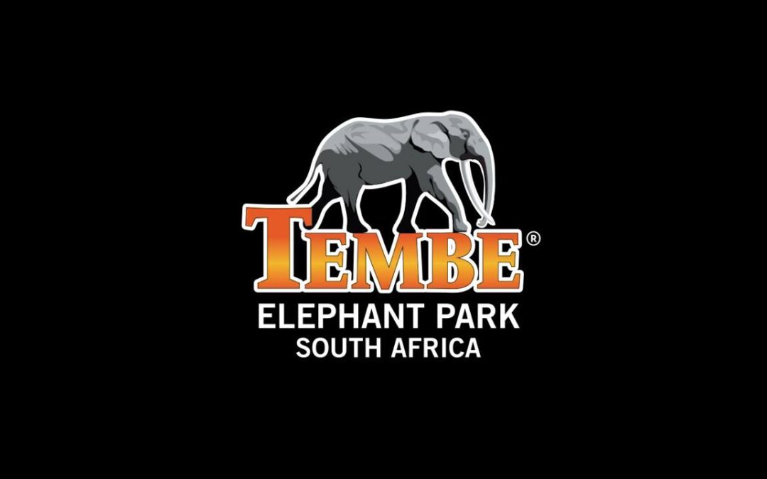 A large elephant walking through the sand forest landscape logoof Tembe Elephant Park in northern KwaZulu-Natal.
