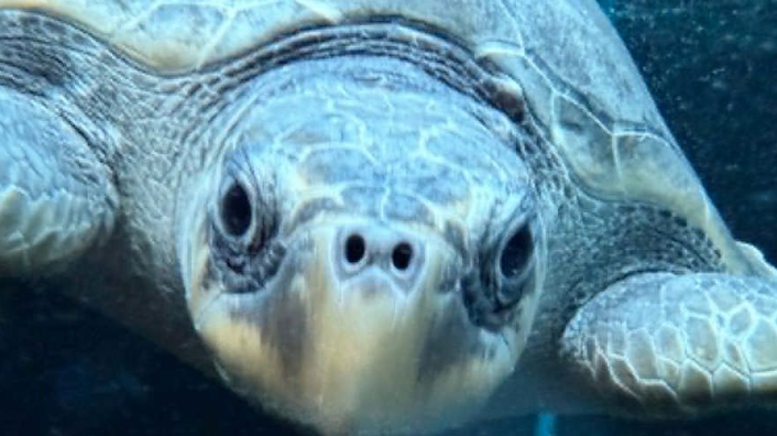 Puff3r Karoline Hanks running near the Cape coastline in support of Sage, a rescued olive ridley sea turtle.