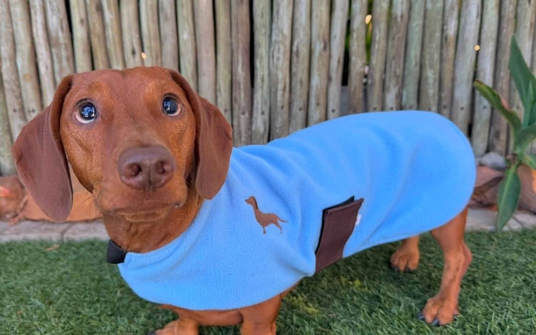 67 Minutes for 85 Senior Dogs: Cape Dachshund Rescue Smashed Their Mandela Day Goal
