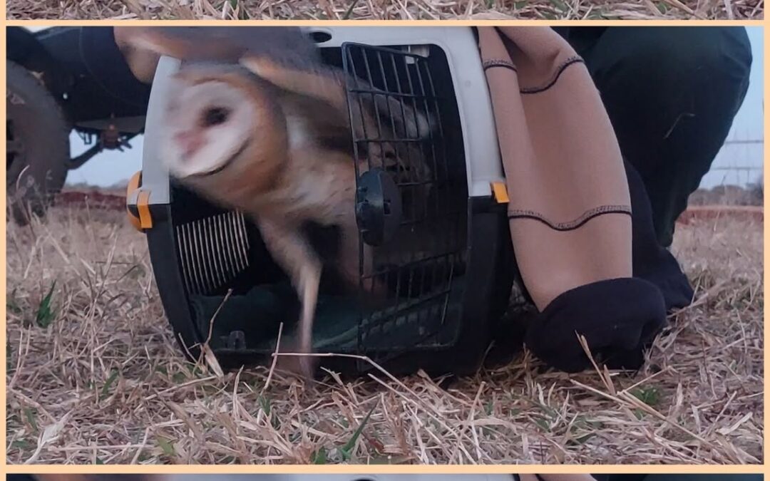 Acacia the barn owl being released after successful wildlife rehabilitation