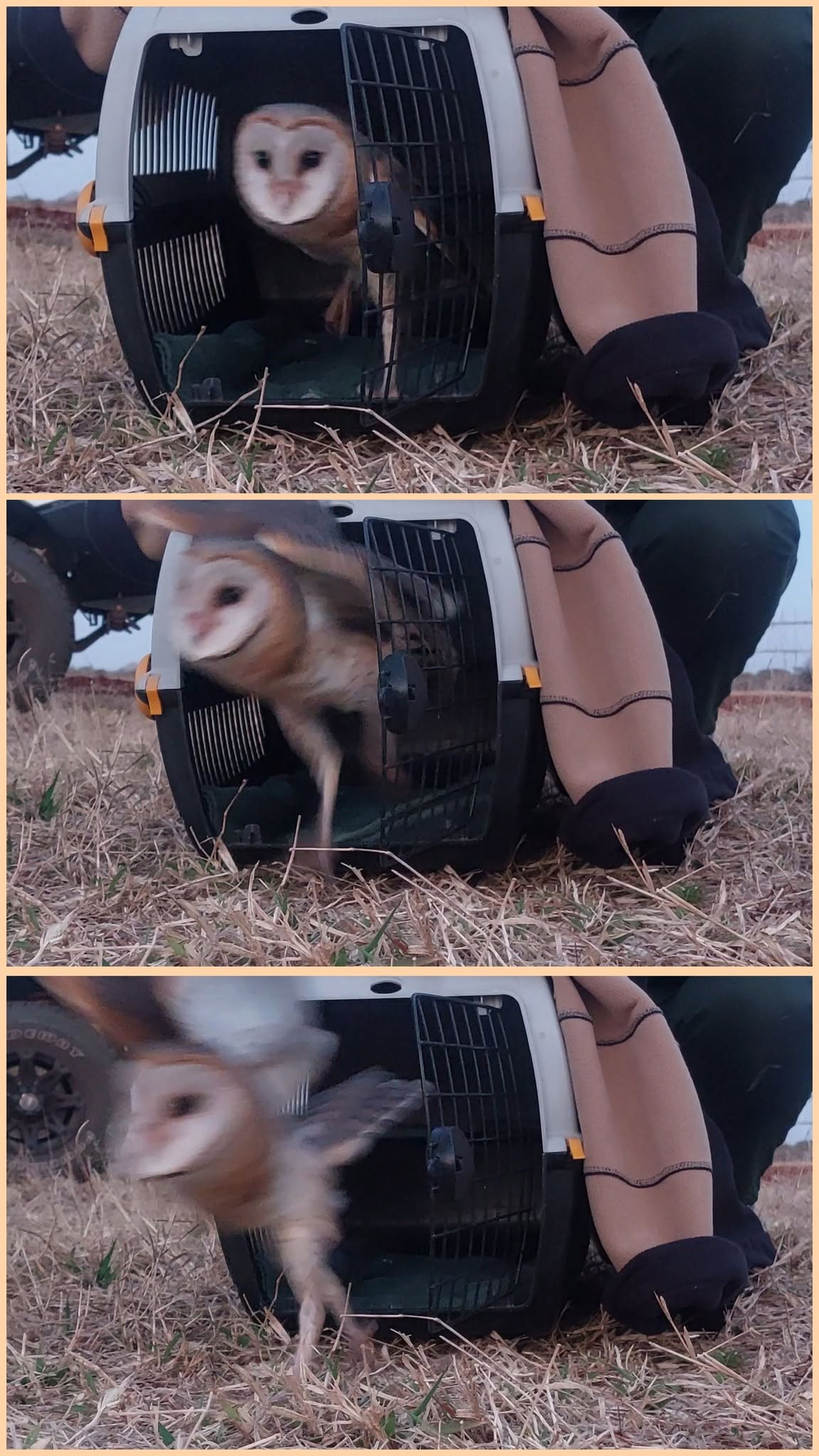 Acacia the barn owl being released after successful wildlife rehabilitation