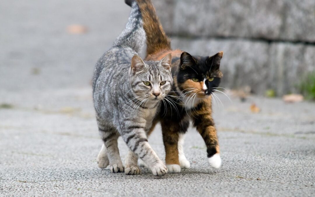Rescued feral cats inside the new secure Cataholics shelter runs