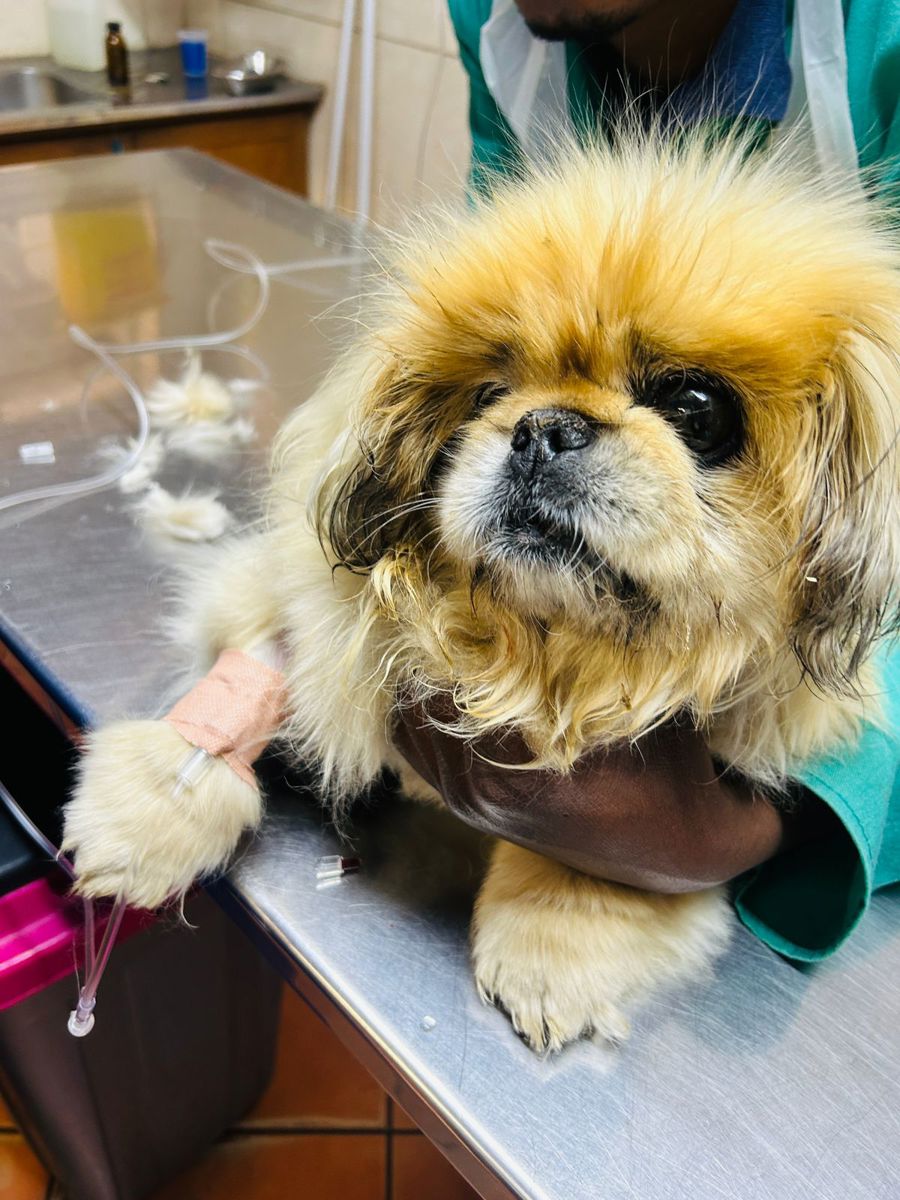 Cooper the rescued Pekingese healthy and settled in his forever home