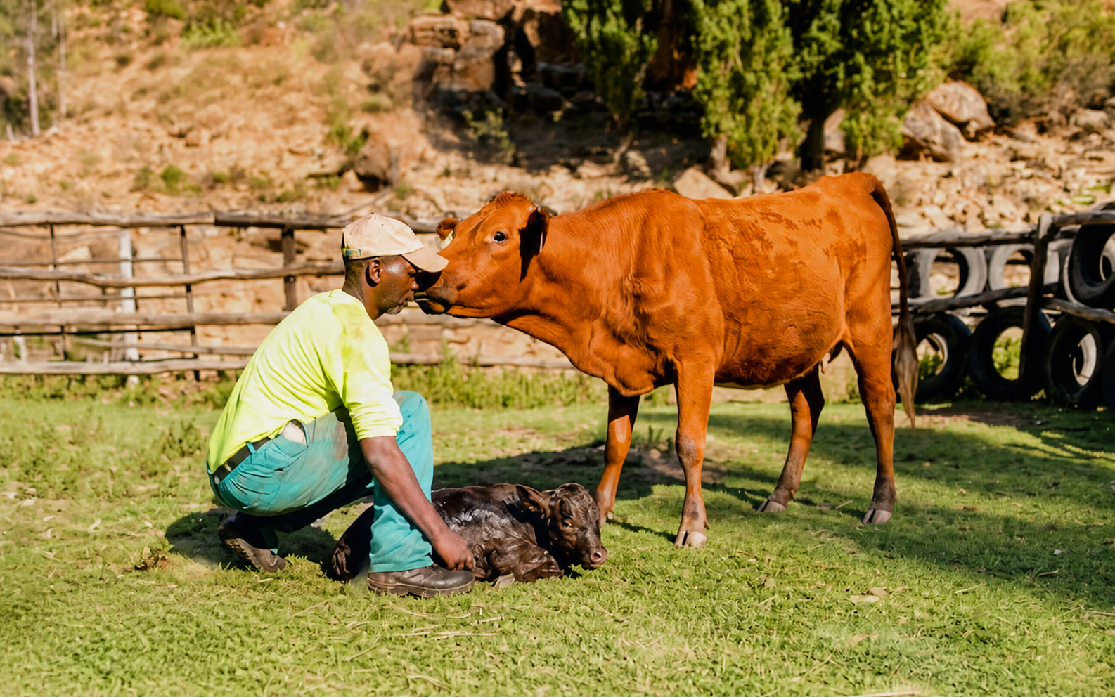 Simosakhe Hleko with livestock on the Mooivlei farm in the Eastern Cape