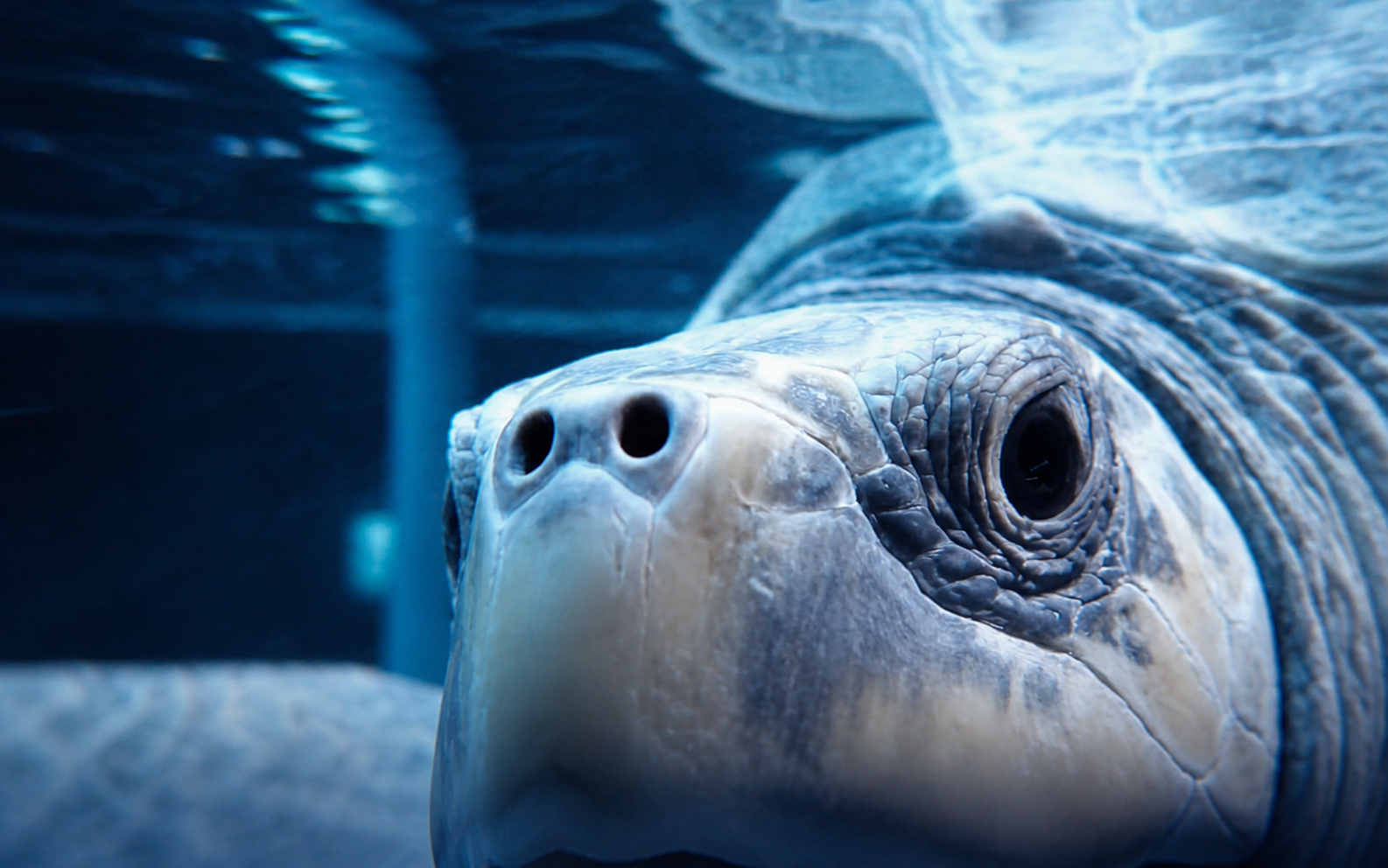 Sage the rescued sea turtle receiving care during a marine conservation campaign